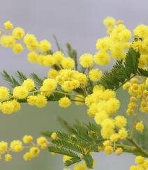 含羞草的花，开着黄色小花团的淡雅含羞草花卉图片组图6
