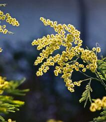 含羞草的花，开着黄色小花团的淡雅含羞草花卉图片组图9