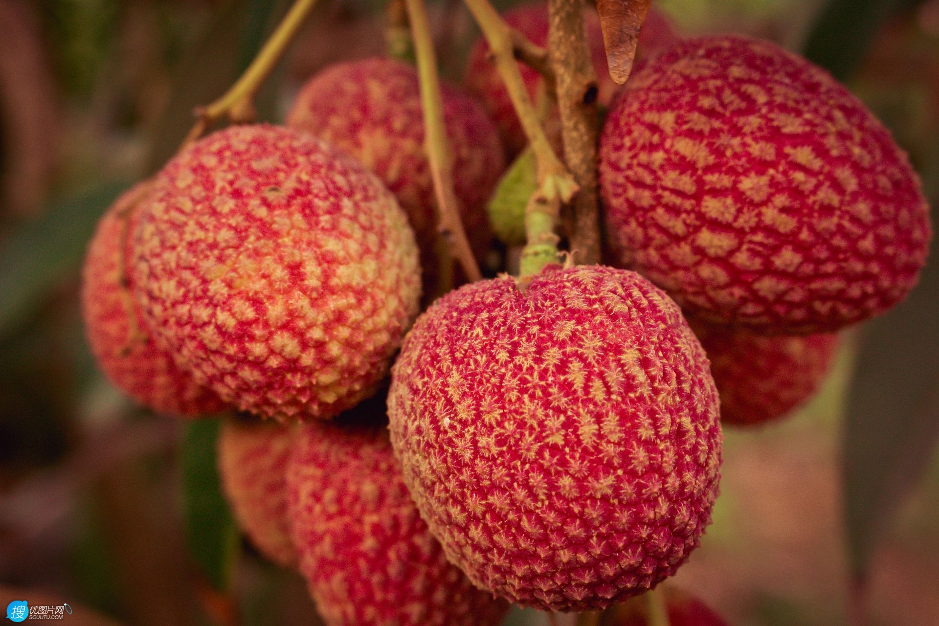 南国四大果品之一的成熟诱人水果荔枝图片图片