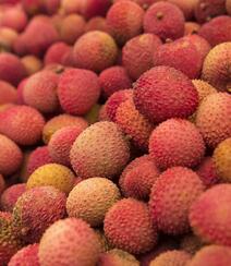 南国四大果品之一的成熟诱人水果荔枝图片组图6