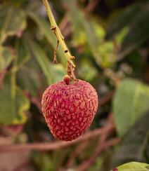 南国四大果品之一的成熟诱人水果荔枝图片组图5