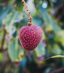 南国四大果品之一的成熟诱人水果荔枝图片组图10