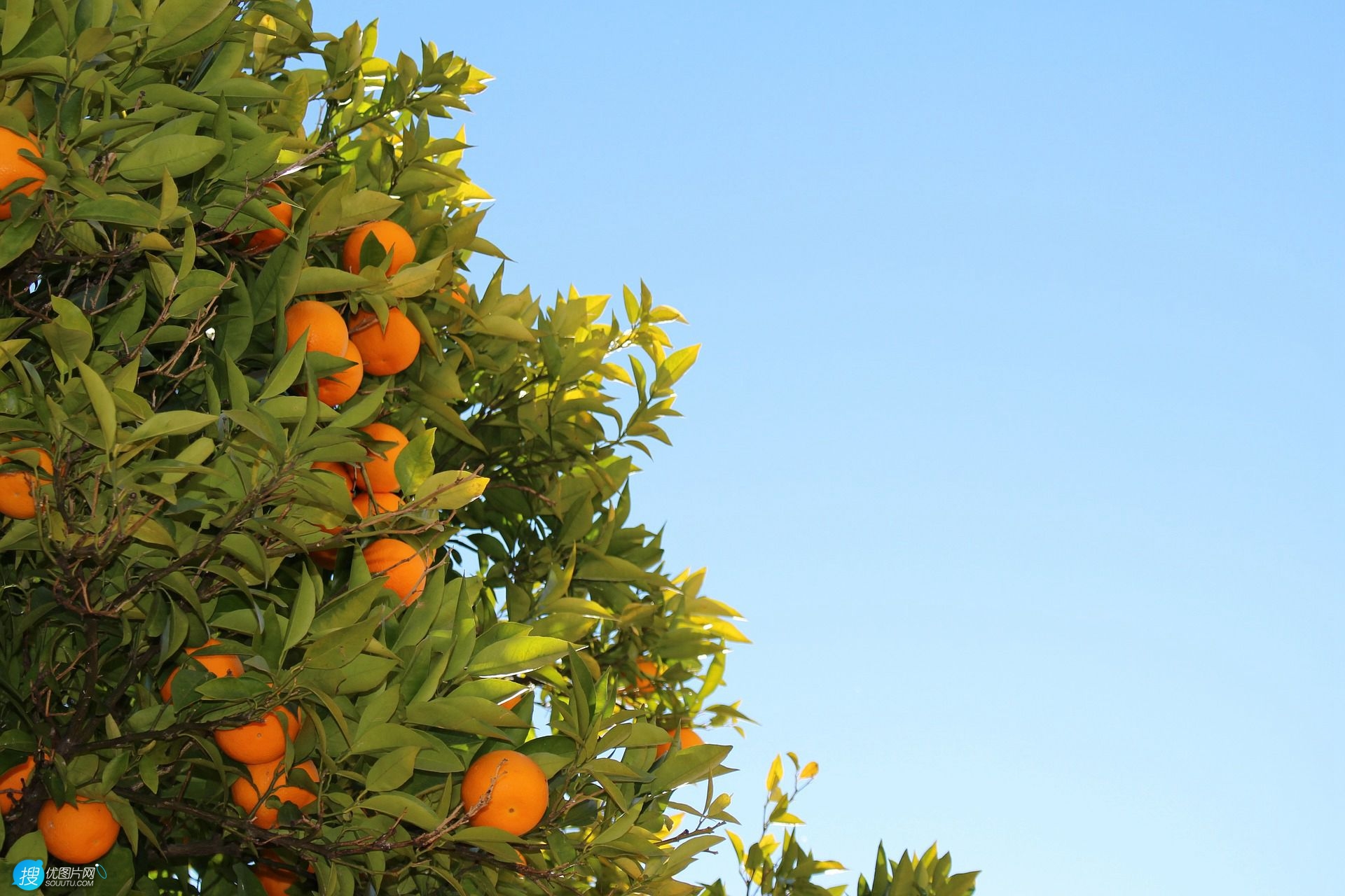 成熟的桔子，挂在树上满满当当已成熟的桔子，柑橘唯美图片图片