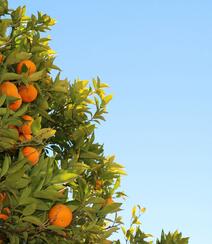 成熟的桔子，挂在树上满满当当已成熟的桔子，柑橘唯美图片组图5