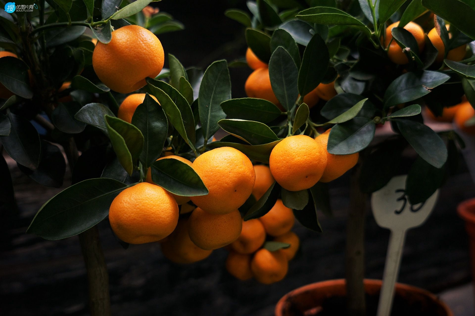 成熟的桔子，挂在树上满满当当已成熟的桔子，柑橘唯美图片图片