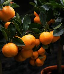 成熟的桔子，挂在树上满满当当已成熟的桔子，柑橘唯美图片组图4
