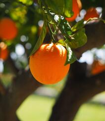 成熟的桔子，挂在树上满满当当已成熟的桔子，柑橘唯美图片组图6