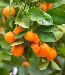 成熟的桔子，挂在树上满满当当已成熟的桔子，柑橘唯美图片组图8