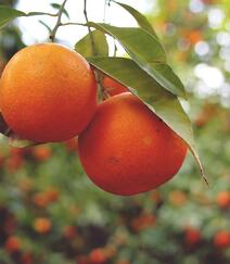 成熟的桔子，挂在树上满满当当已成熟的桔子，柑橘唯美图片组图7