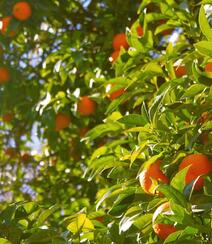 成熟的桔子，挂在树上满满当当已成熟的桔子，柑橘唯美图片组图2