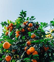 成熟的桔子，挂在树上满满当当已成熟的桔子，柑橘唯美图片组图3
