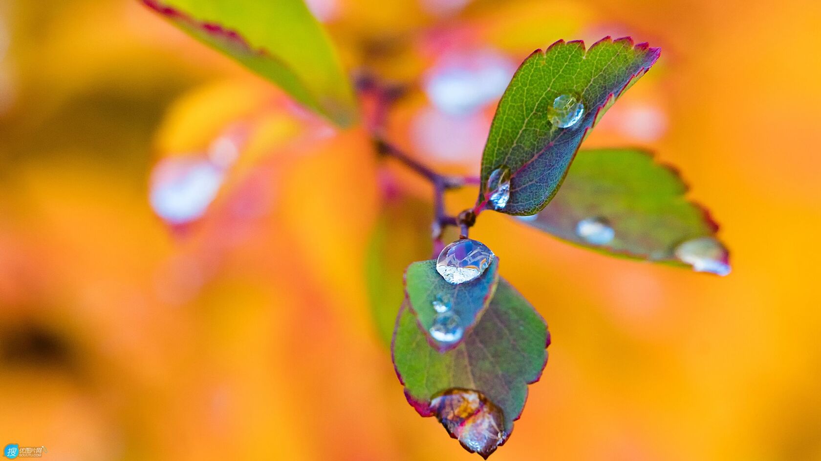 树叶上的水滴唯美微距摄影橙色背景壁纸图片第1张图片