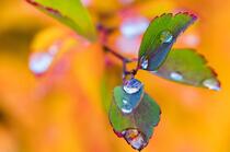 树叶上的水滴唯美微距摄影橙色背景壁纸图片