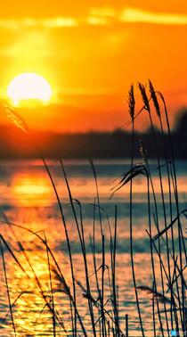 日落，黄昏，湖边，芦苇 唯美高清景色手机壁纸图片