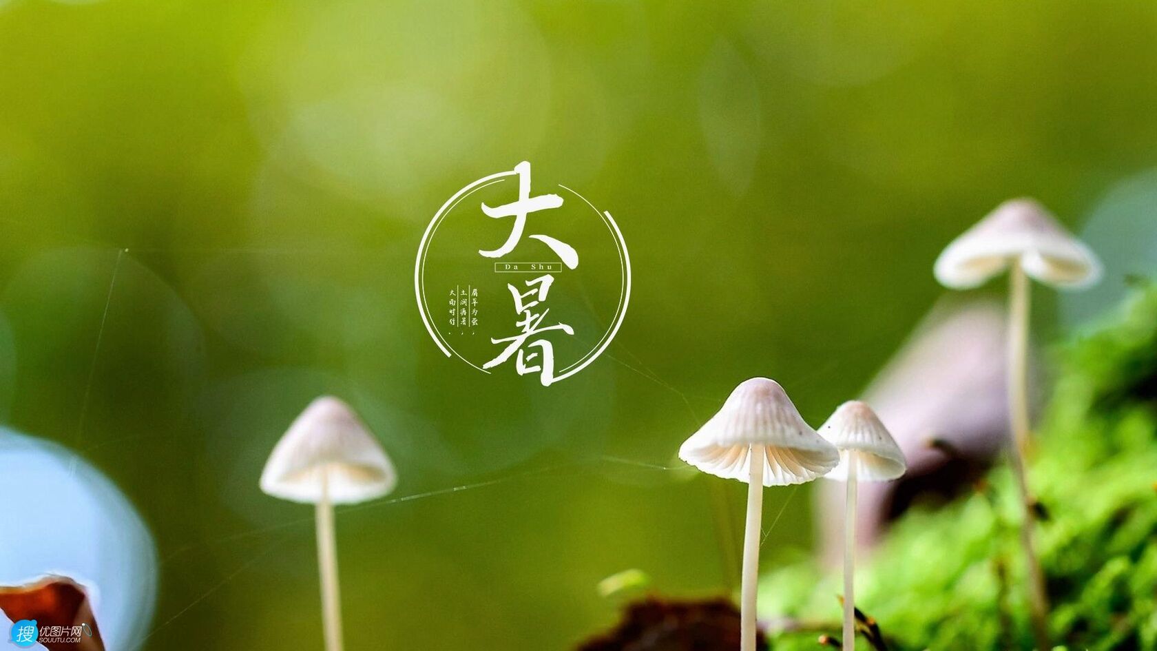 大暑节气壁纸，以小清新绿色养眼的蘑菇，绿叶，昆虫为背景的大暑文字壁纸第2张图片