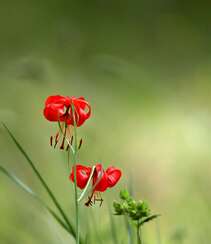 红色可人的有斑百合花草唯美摄影图片组图8