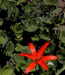 红色可人的有斑百合花草唯美摄影图片组图1