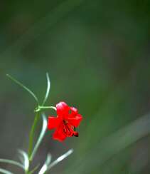 红色可人的有斑百合花草唯美摄影图片组图9