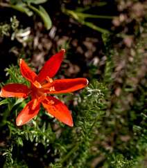 红色可人的有斑百合花草唯美摄影图片组图2