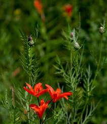 红色可人的有斑百合花草唯美摄影图片组图5