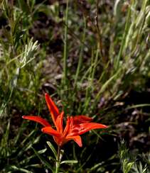 红色可人的有斑百合花草唯美摄影图片组图4