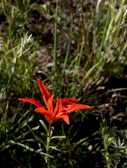 红色可人的有斑百合花草唯美摄影图片