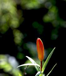 红色可人的有斑百合花草唯美摄影图片组图7
