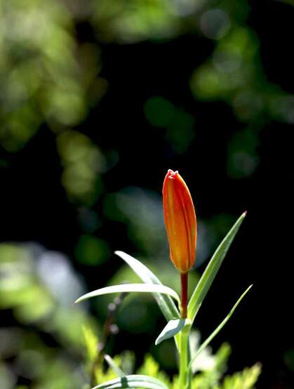红色可人的有斑百合花草唯美摄影图片