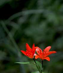 红色可人的有斑百合花草唯美摄影图片组图3
