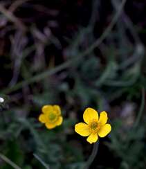 开着黄色小花的多年生草本三角叶驴蹄草高清图片组图8