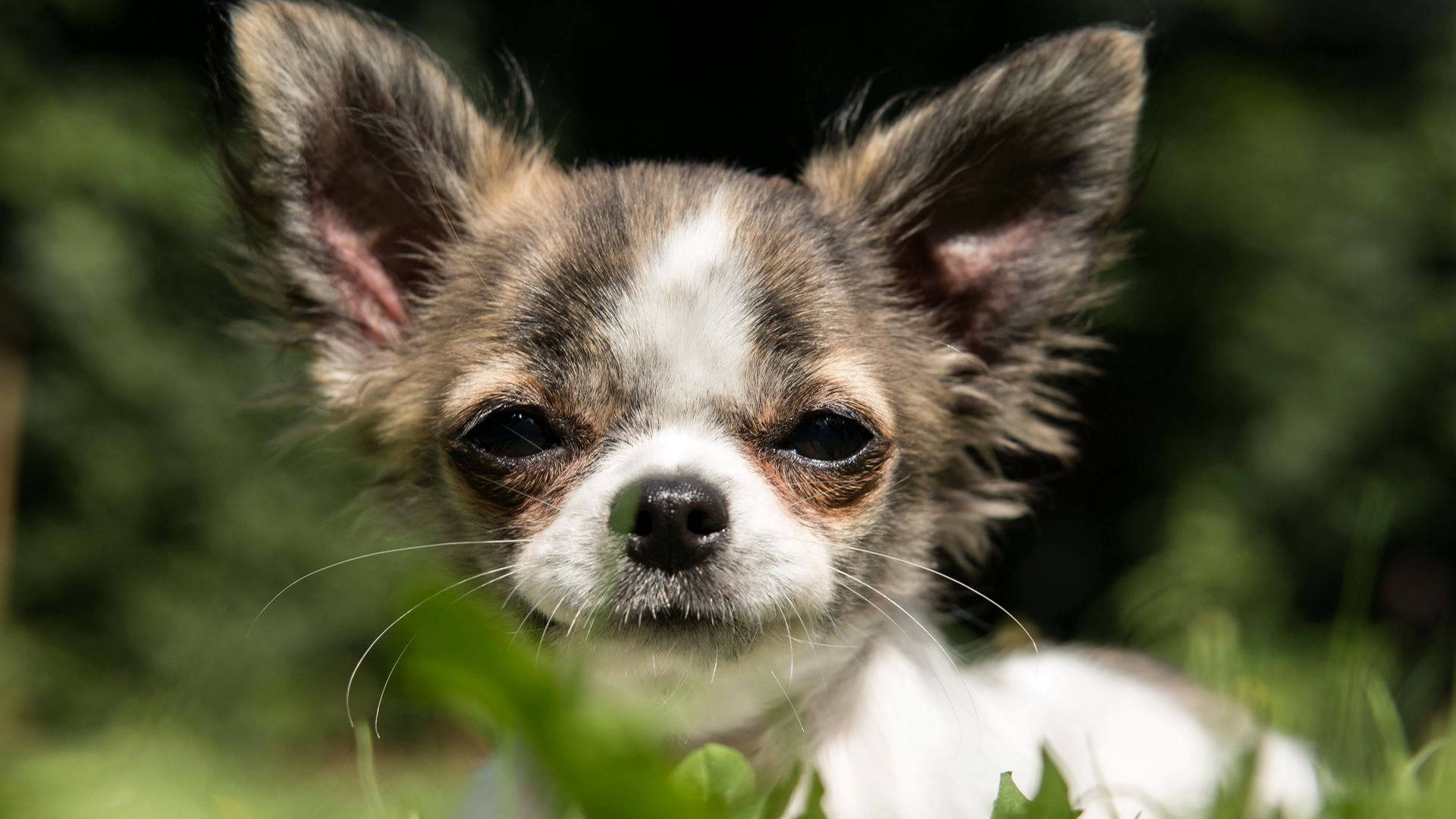 世界上最小的犬种之一，可爱的宠物狗狗吉娃娃狗高清摄影图片图片