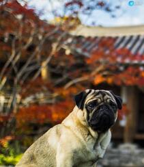 可爱的小型宠物犬种，走起路来像拳击手的巴哥犬（哈巴狗）高清图片组图5