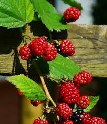 挂满枝头，红黑都有，药食同源的水果黑莓图片