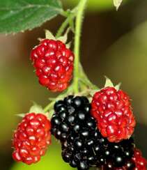 挂满枝头，红黑都有，药食同源的水果黑莓图片组图2
