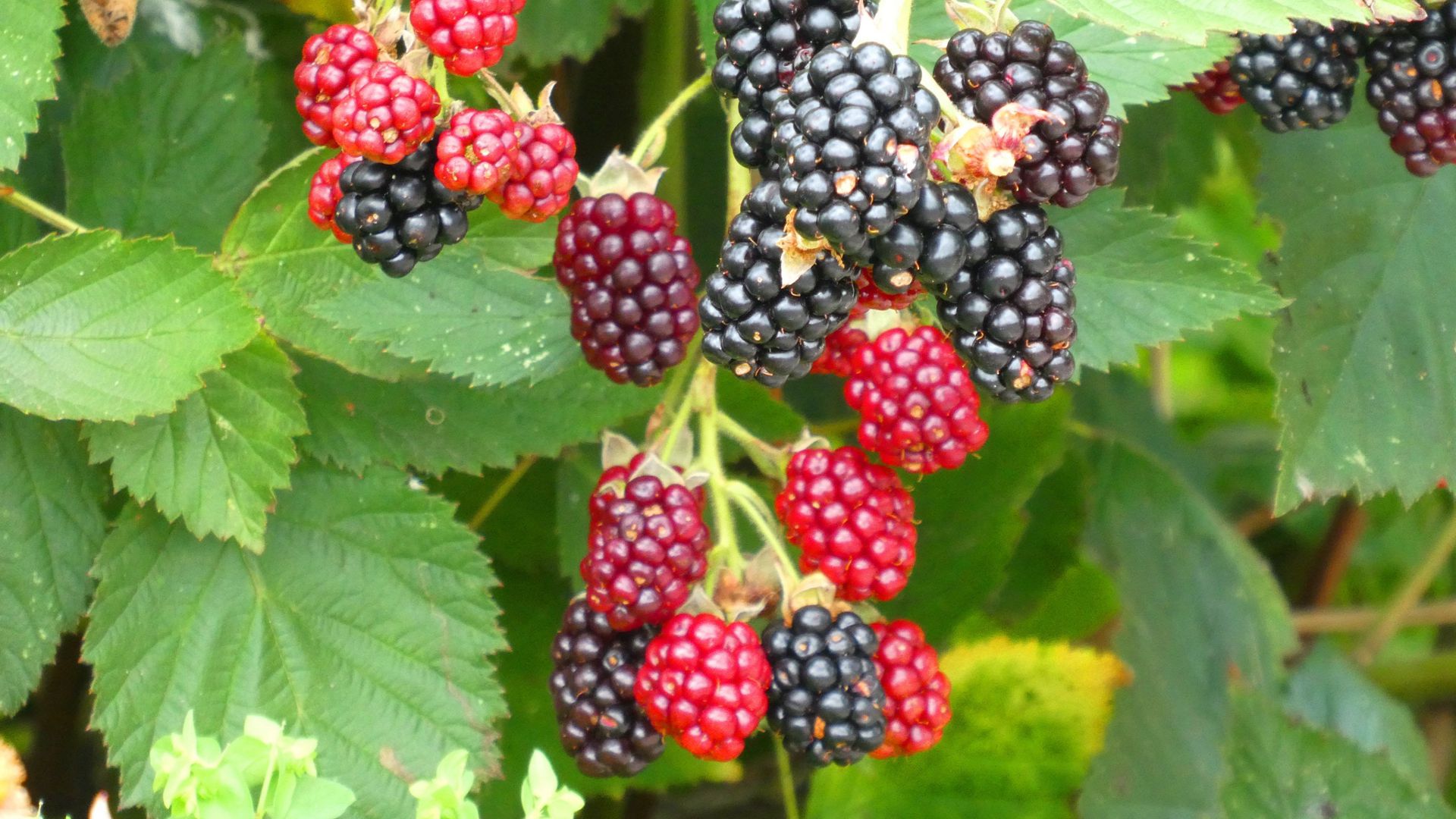 挂满枝头，红黑都有，药食同源的水果黑莓图片图片