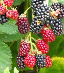 挂满枝头，红黑都有，药食同源的水果黑莓图片组图3