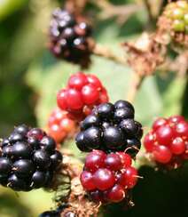 挂满枝头，红黑都有，药食同源的水果黑莓图片组图4