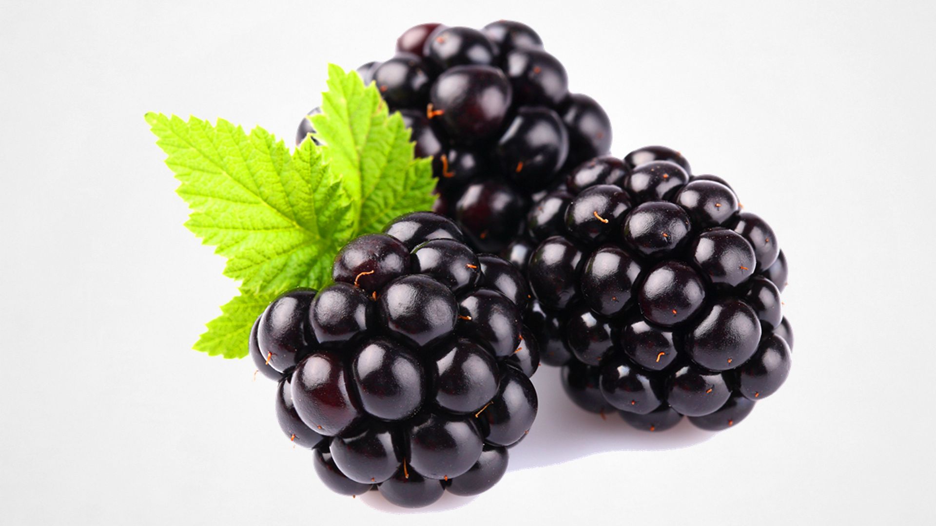 挂满枝头，红黑都有，药食同源的水果黑莓图片图片