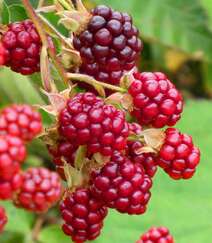 挂满枝头，红黑都有，药食同源的水果黑莓图片组图6