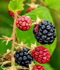 挂满枝头，红黑都有，药食同源的水果黑莓图片组图7