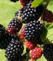 挂满枝头，红黑都有，药食同源的水果黑莓图片组图10