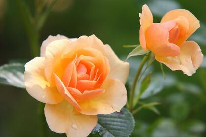 两朵橙色玫瑰花唯美桌面壁纸图片