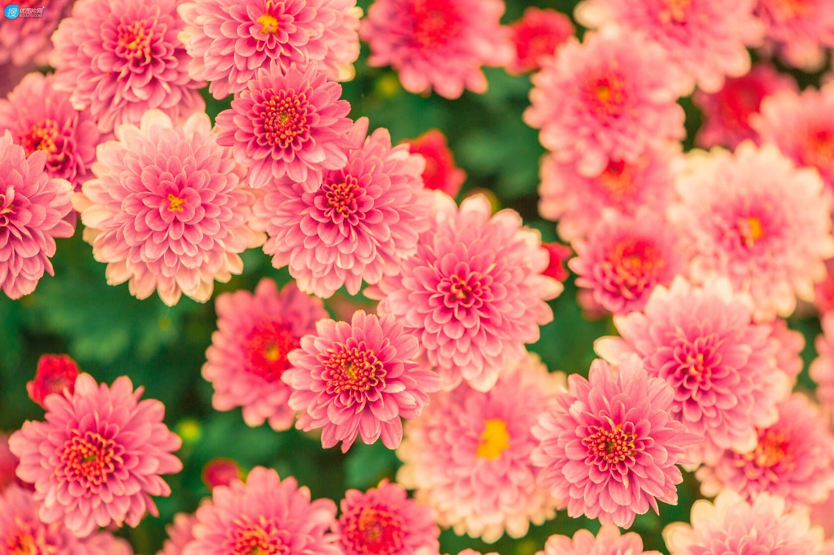 颜色艳丽的粉红色大丽花（天竺牡丹）唯美桌面壁纸图片第1张图片