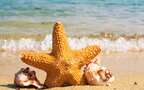 海边沙滩里的海星，贝壳等唯美静物摄影桌面壁纸图片组图3