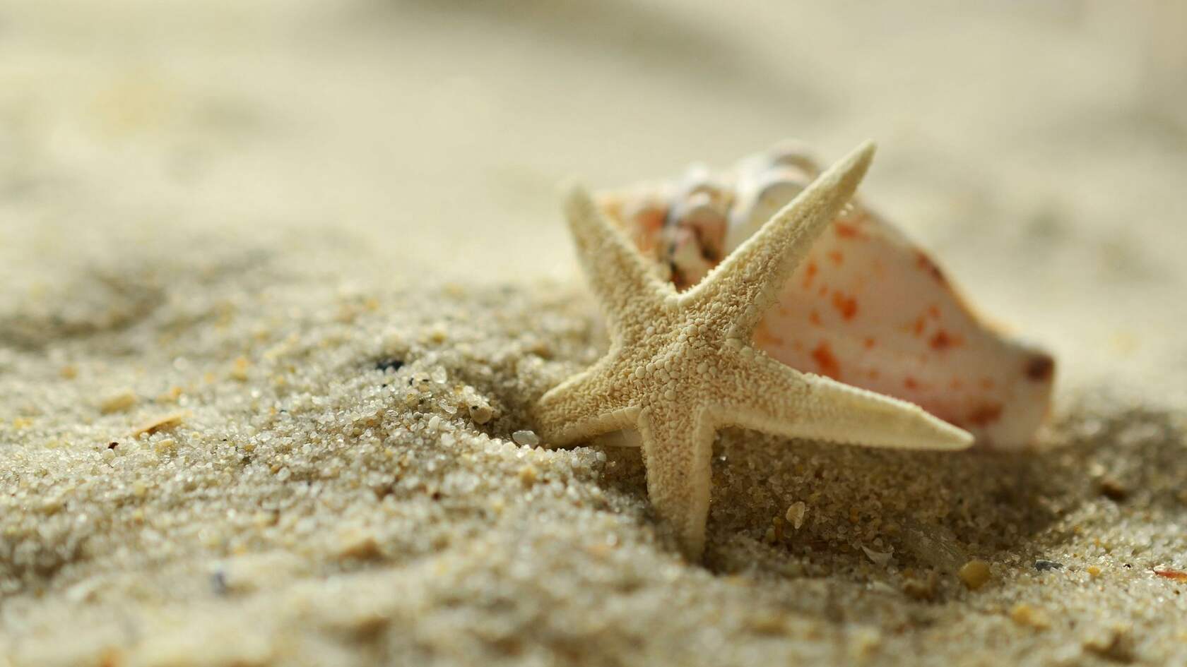 海边沙滩里的海星，贝壳等唯美静物摄影桌面壁纸图片第1张图片