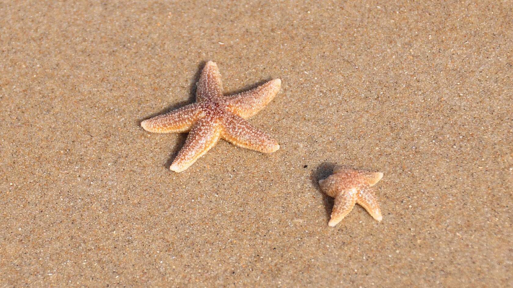 海边沙滩里的海星，贝壳等唯美静物摄影桌面壁纸图片第5张图片