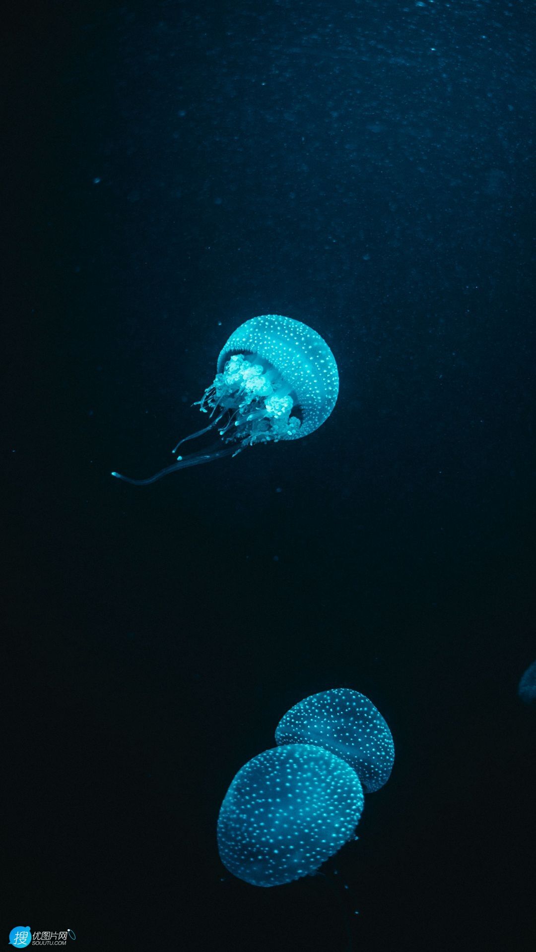 海中发着蓝光的水母唯美高清手机壁纸图片第1张壁纸