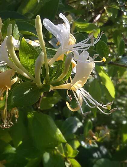 成双成对，形影不离，状如鸳鸯对舞金银花（忍冬）图片