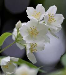 花极香，白色纯洁的茉莉花高清摄影美图组图3