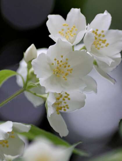 花极香，白色纯洁的茉莉花高清摄影美图